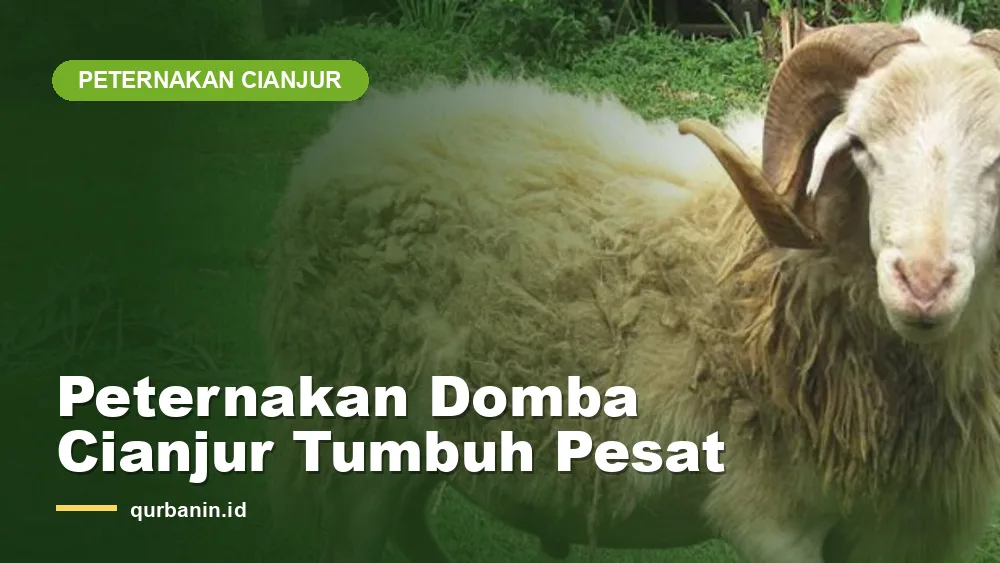 Peternakan Domba di Cianjur Tumbuh Pesat