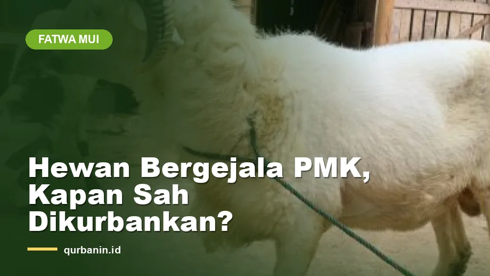 Fatwa MUI: Kapan Hewan Bergejala PMK Sah Dijadikan Kurban?