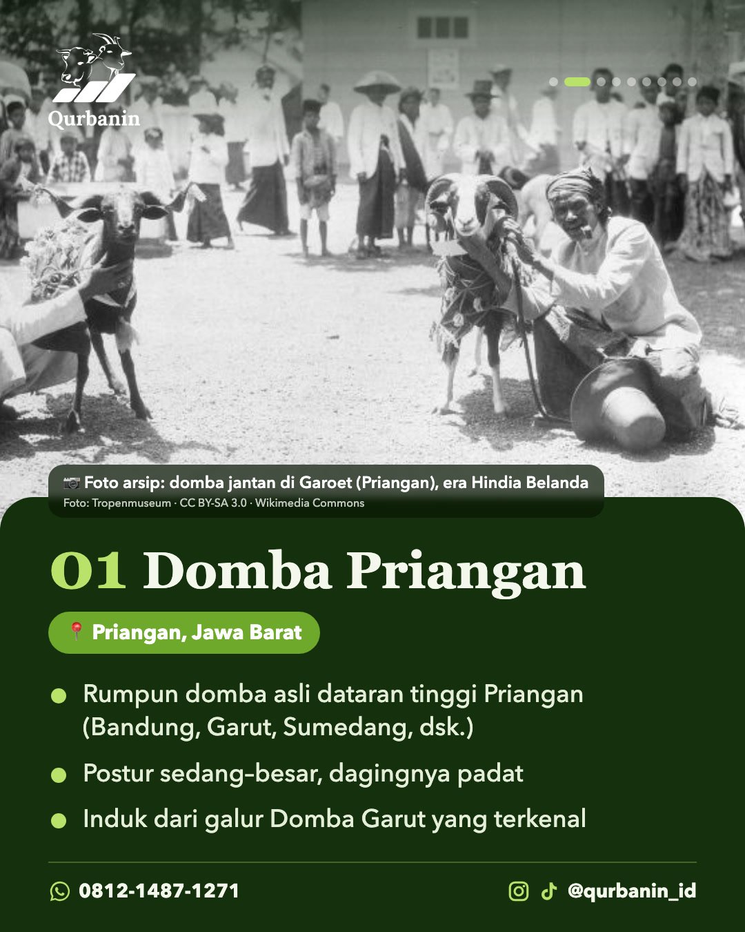 Tanduk gagah, tubuh kekar, daging padat: ini alasan domba Garut selalu jadi primadona menjelang Idul Adha