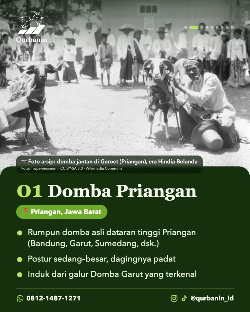 Mengenal Domba Garut, Domba Asli Jawa Barat yang Jadi Favorit Qurban