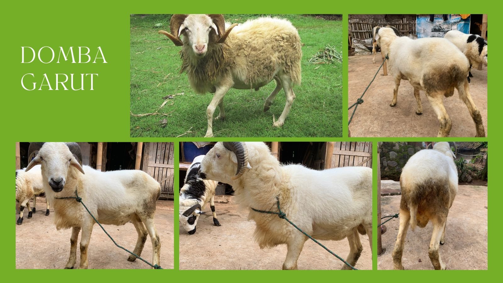 Photo Depan Krakatau