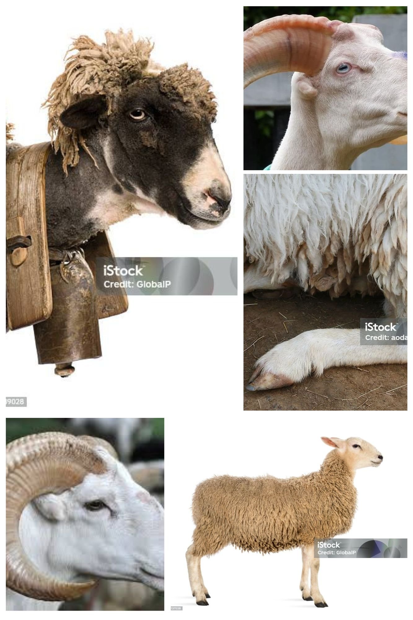 Photo Samping Kanan Kuro