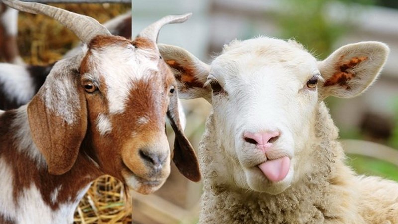 Photo Samping Kiri Kuro