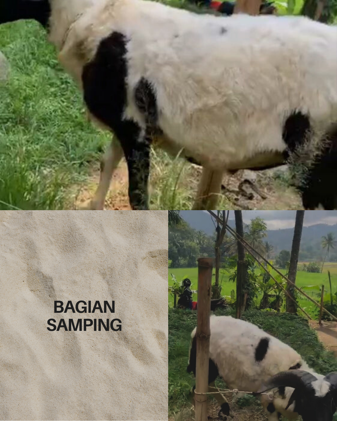 Photo Samping Kanan Bonar