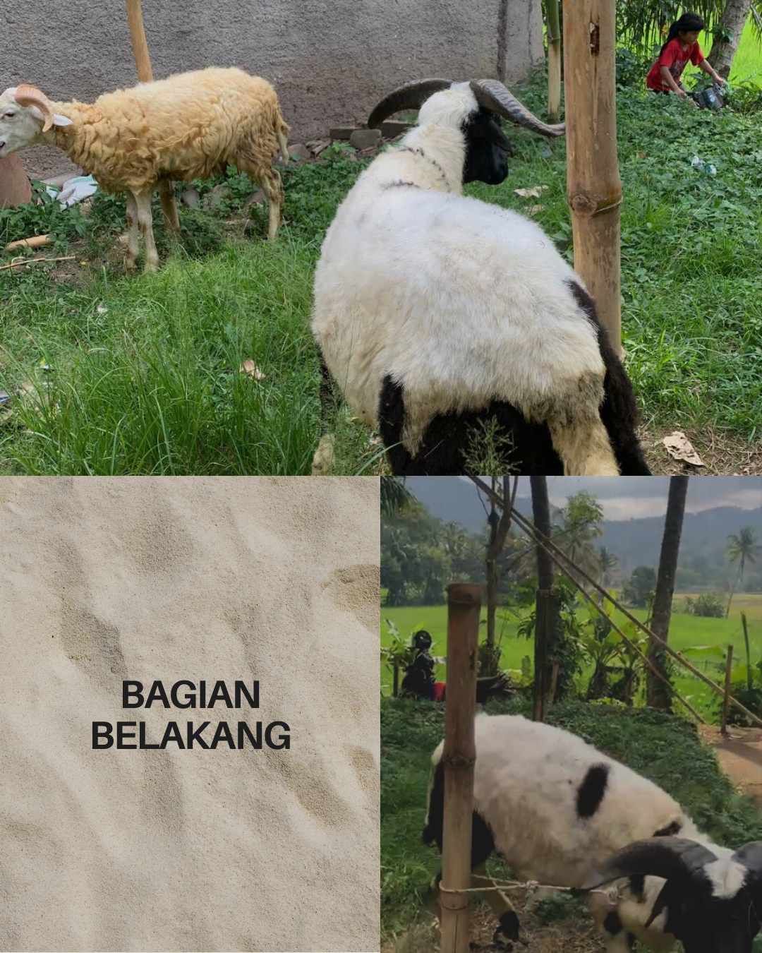 Photo Belakang Bonar