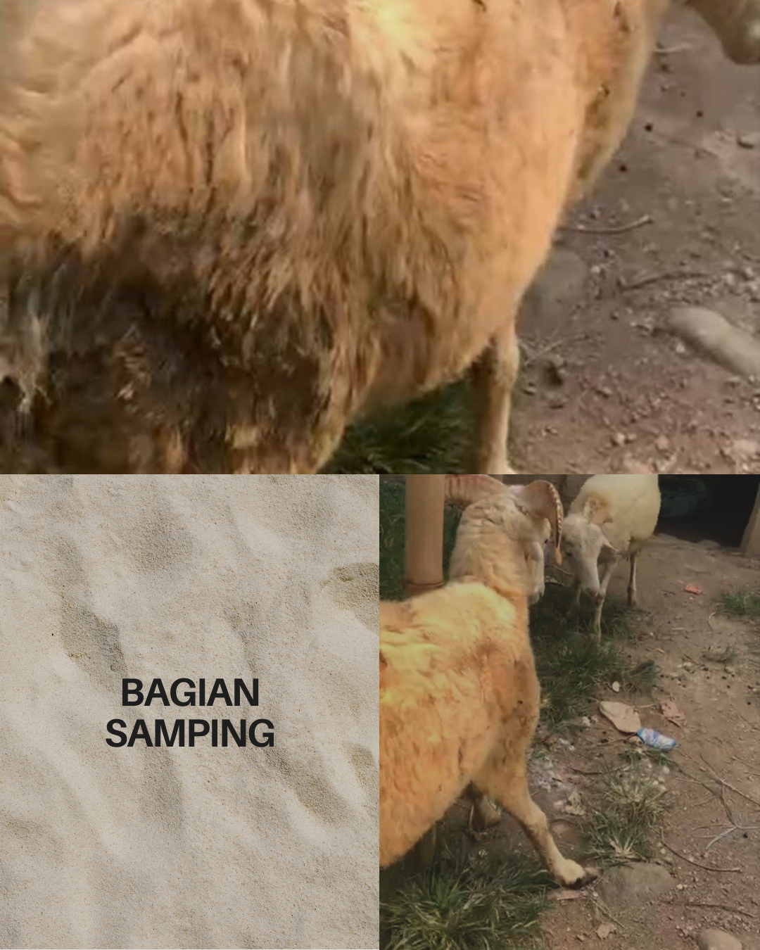 Photo Samping Kanan Aiko