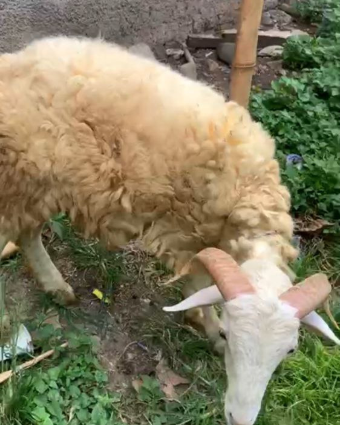 Photo Samping Kanan Kuro