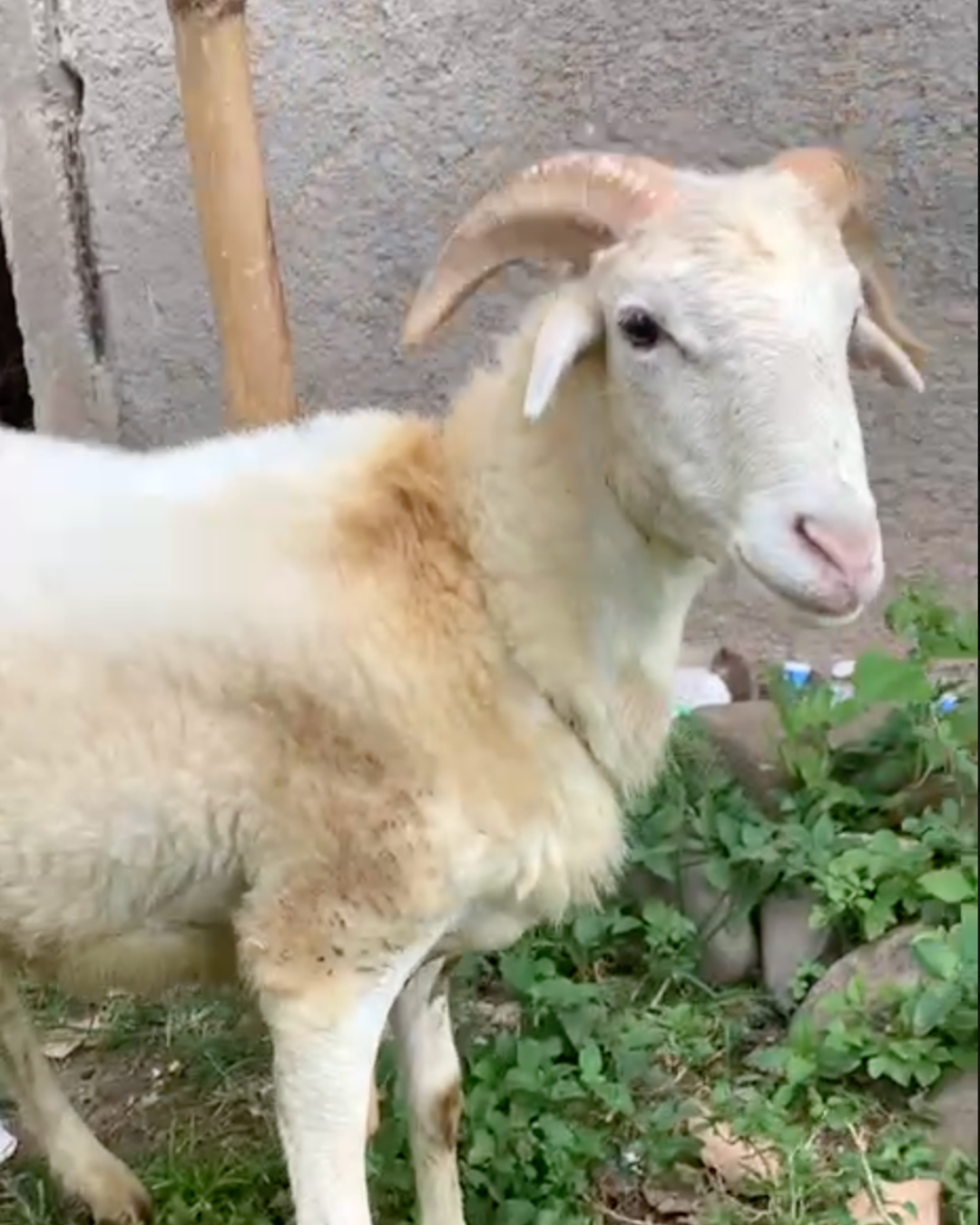 Photo Samping Kanan Cakep