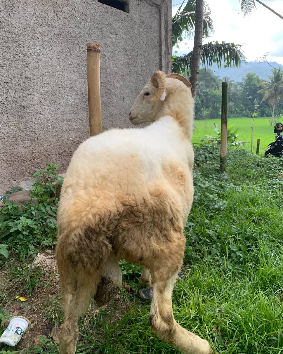 Photo Belakang Cakep