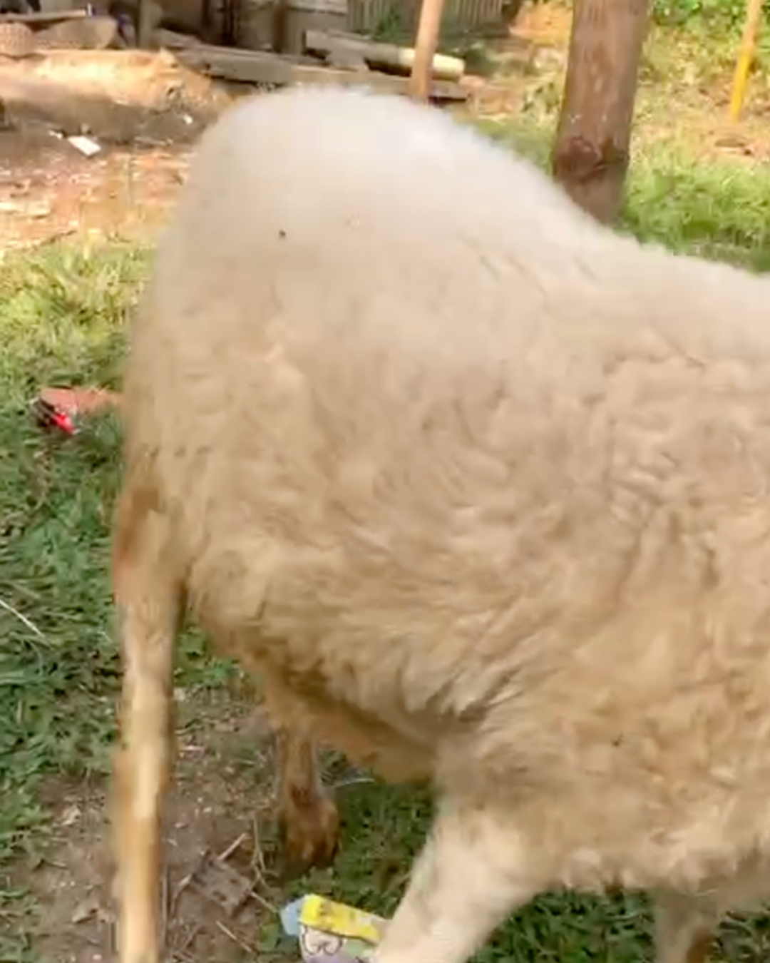 Photo Samping Kanan Ace