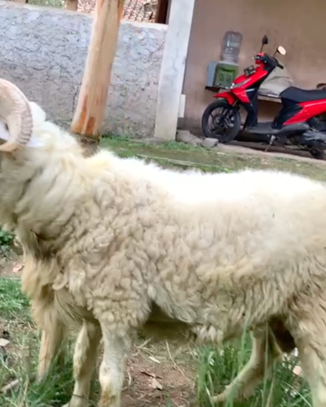 Photo Samping Kanan Gagah