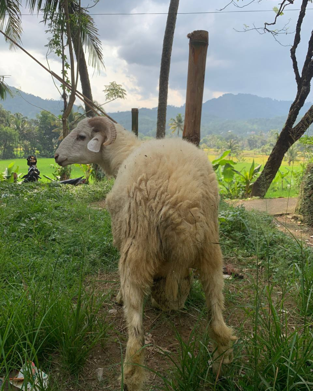 Photo Belakang Gagah