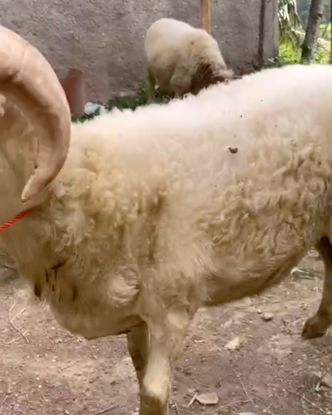 Photo Samping Kanan Domgar