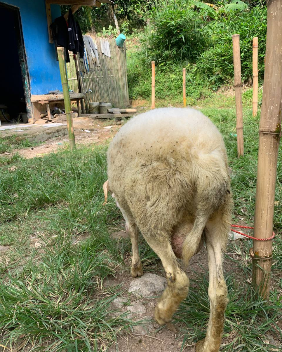 Photo Belakang Domgar