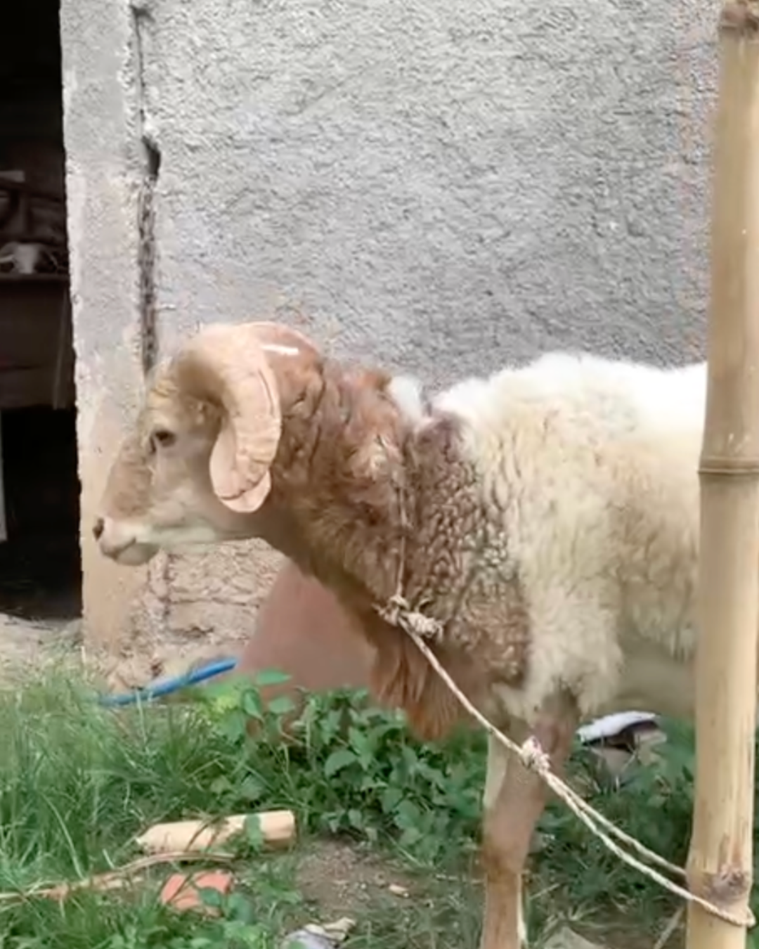 Photo Samping Kanan Leo