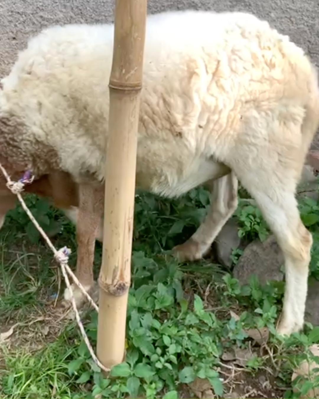 Photo Samping Kiri Leo