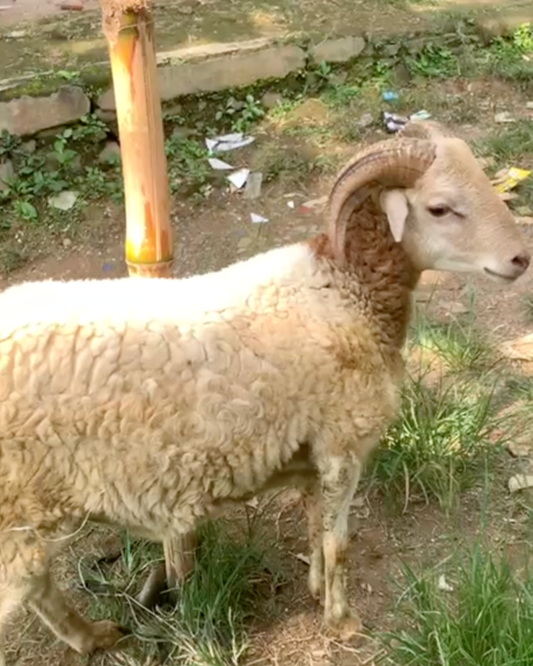 Photo Samping Kanan Meo