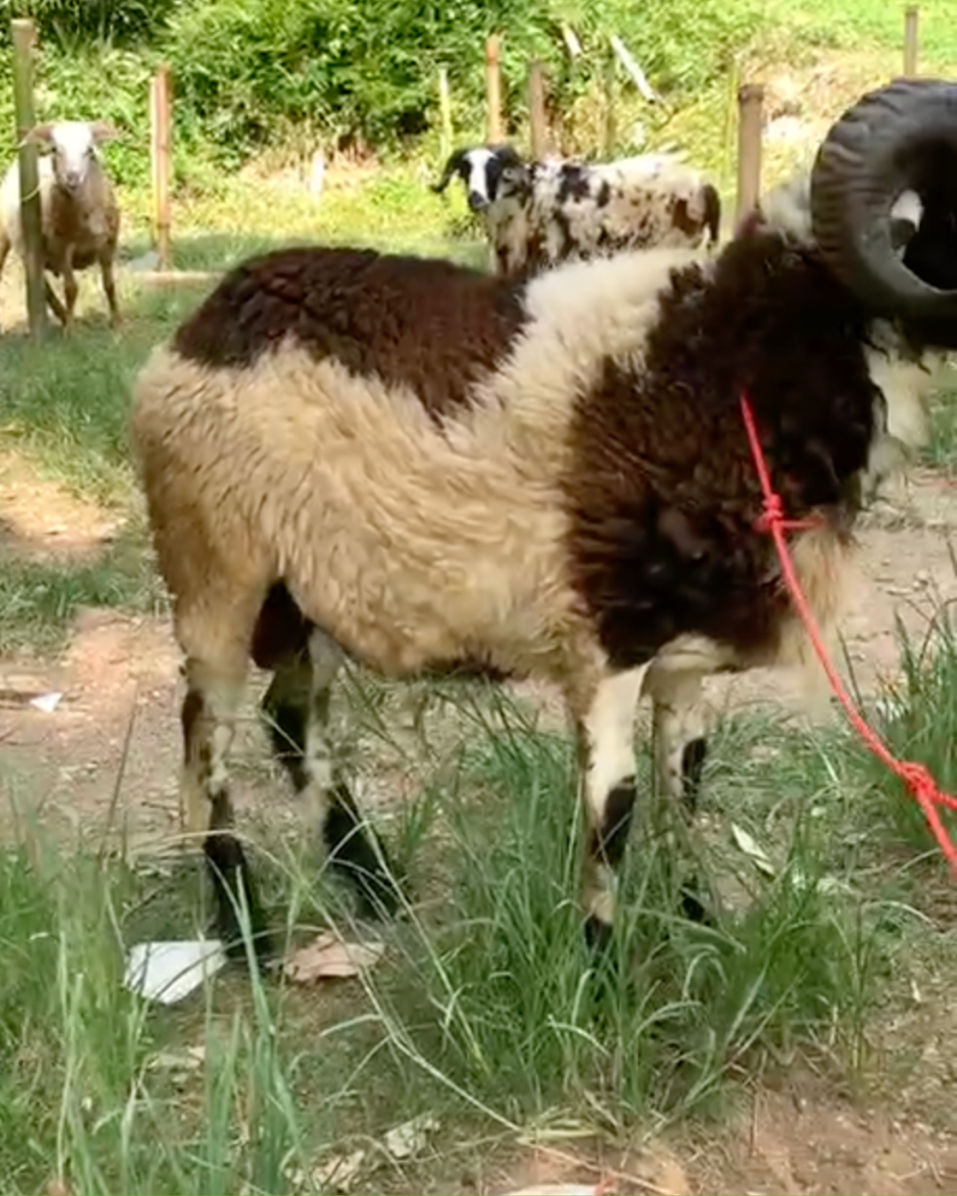 Photo Samping Kanan Bagus