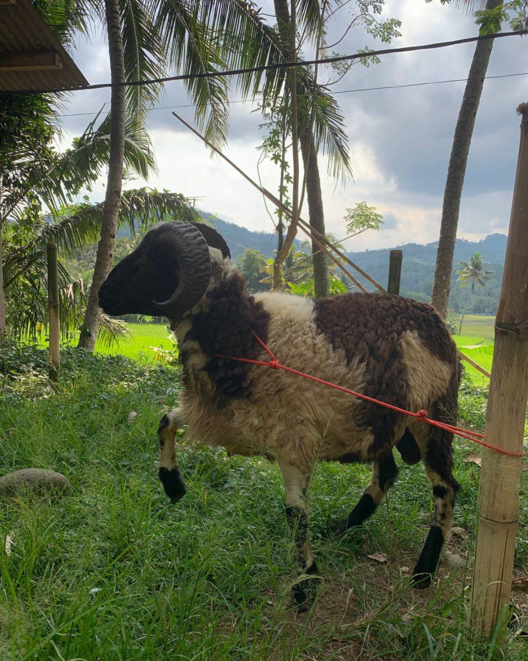 Photo Samping Kiri Bagus