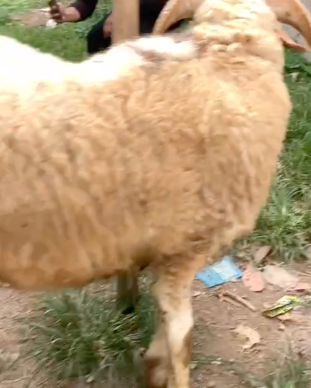 Photo Samping Kanan Gemoy