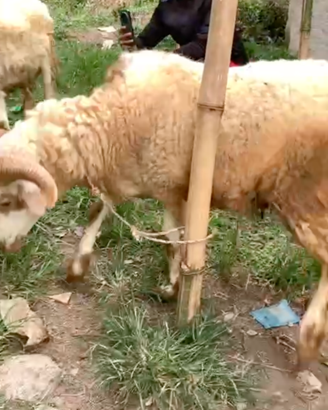 Photo Samping Kiri Gemoy