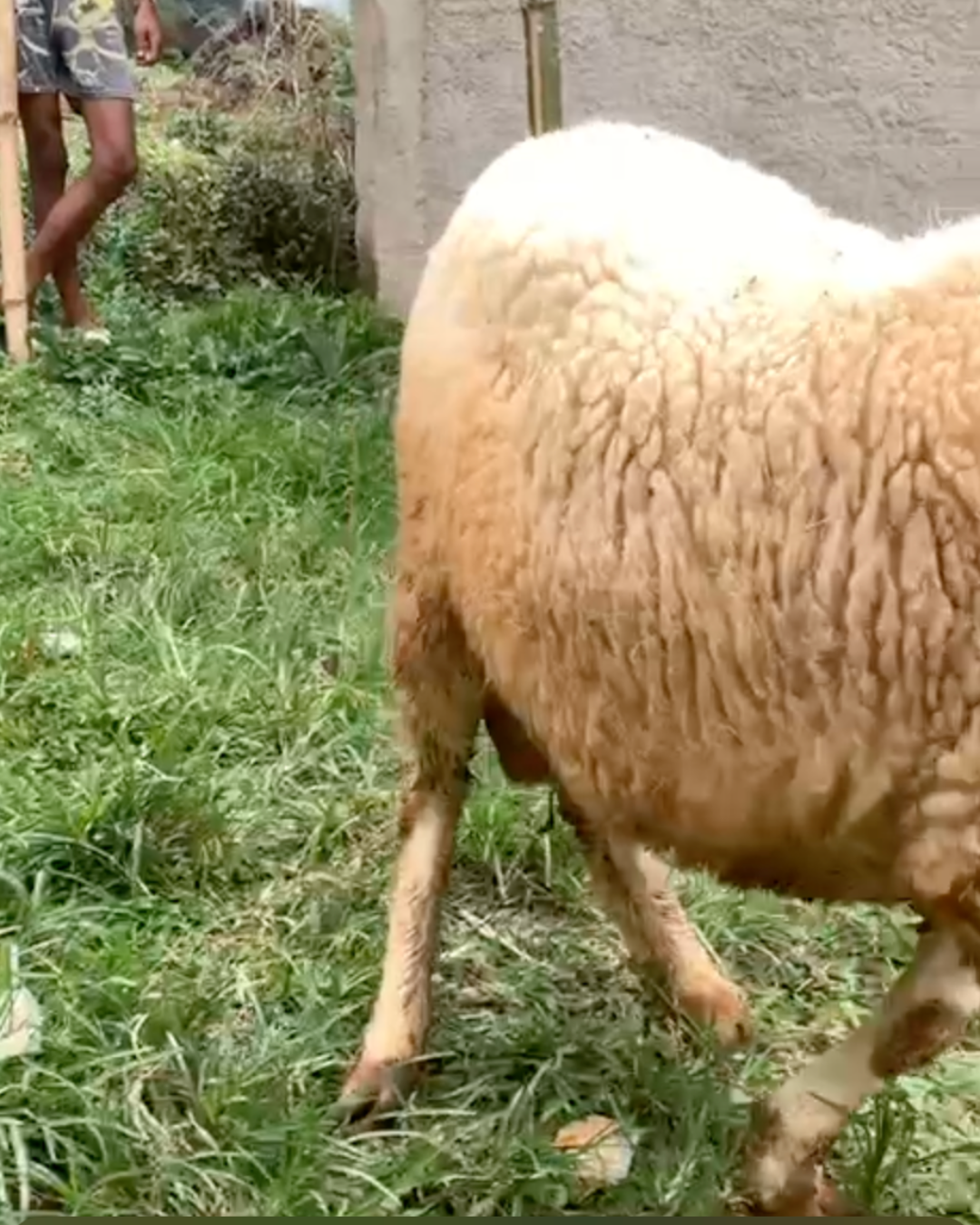 Photo Belakang Gemoy