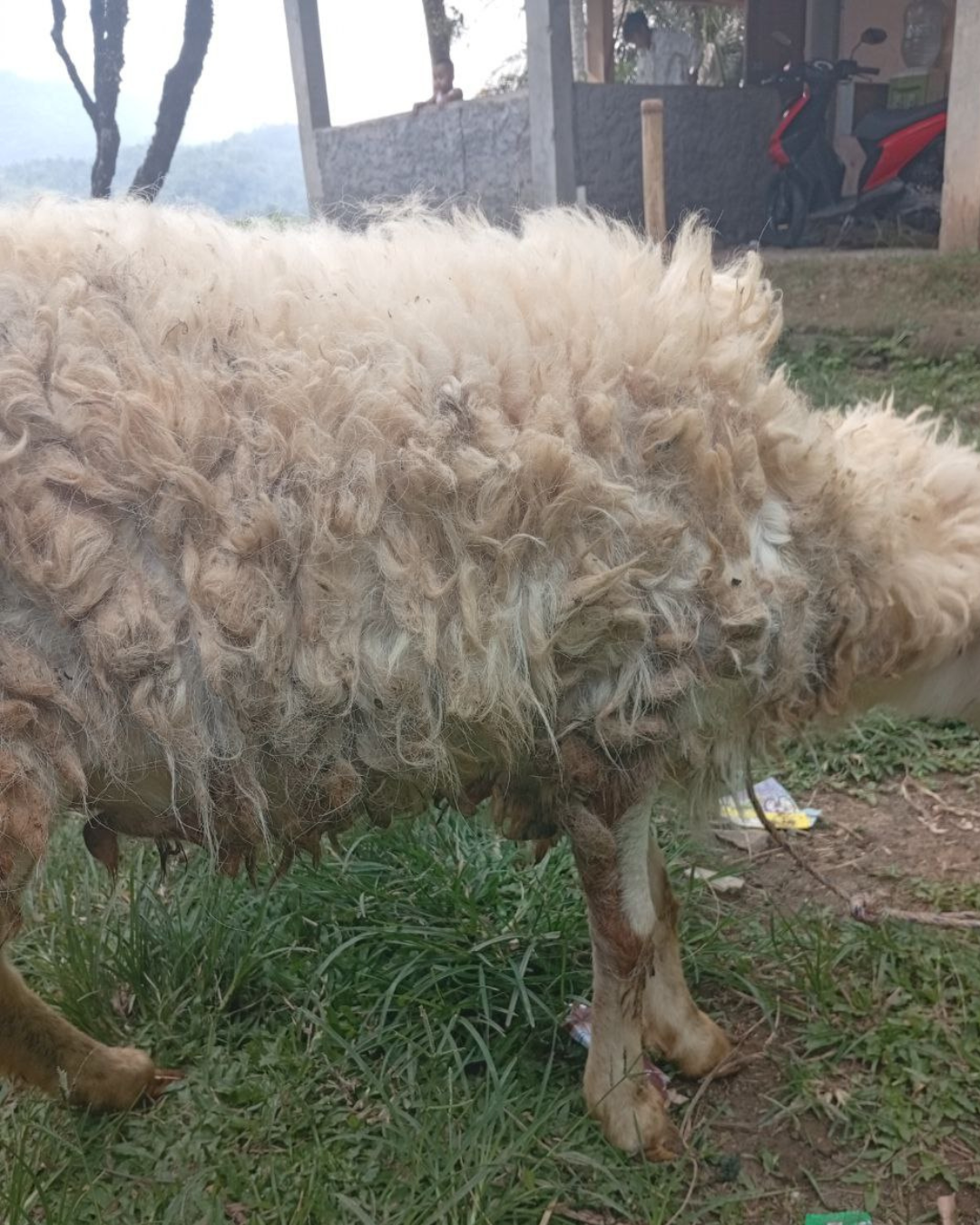 Photo Samping Kanan Galing