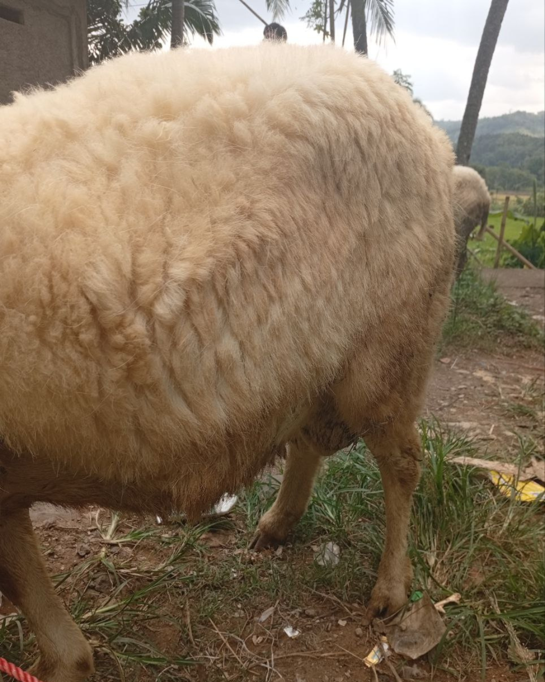 Photo Samping Kanan Meriah