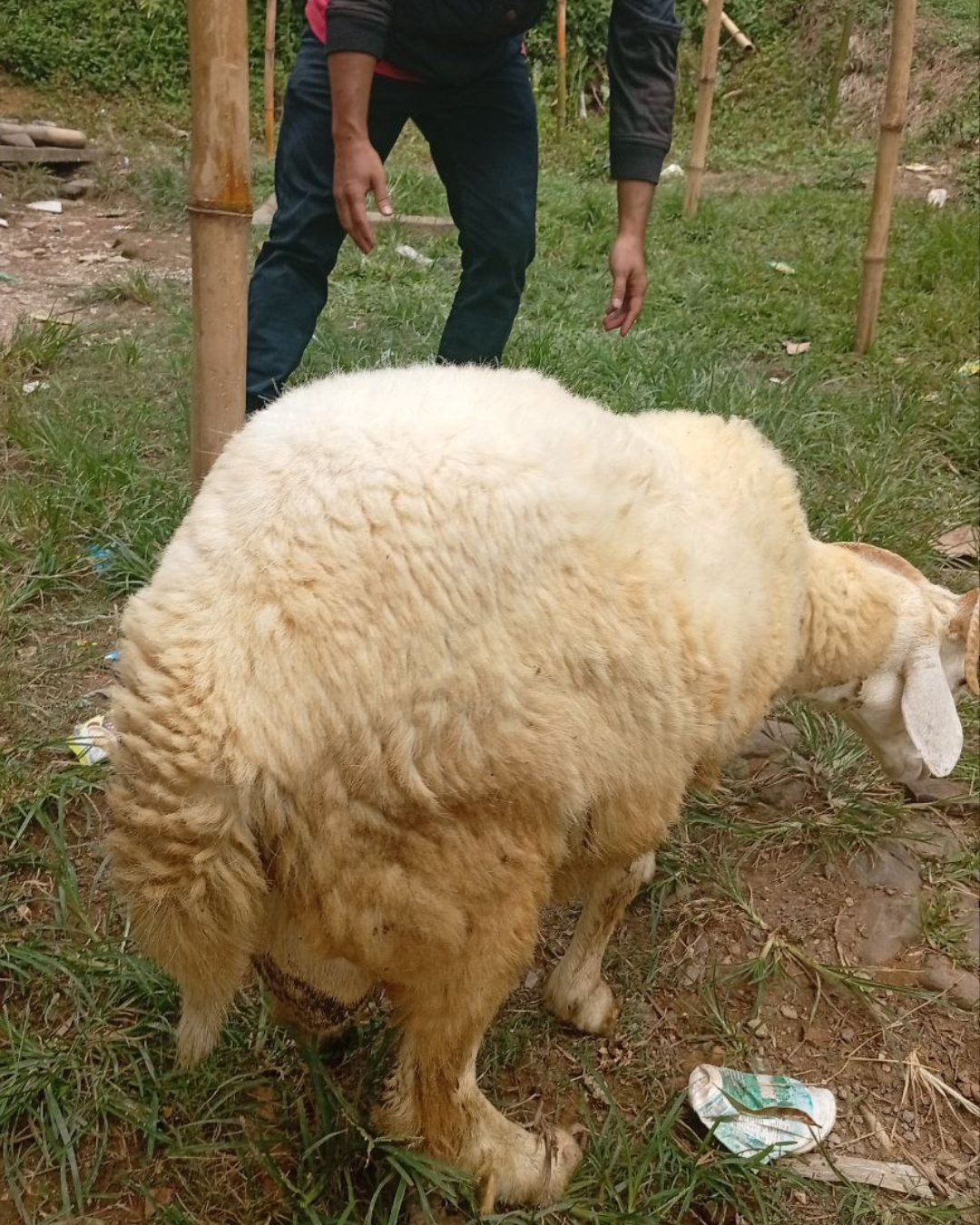 Photo Samping Kiri Meriah