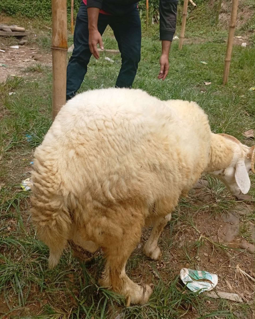 Photo Belakang Meriah