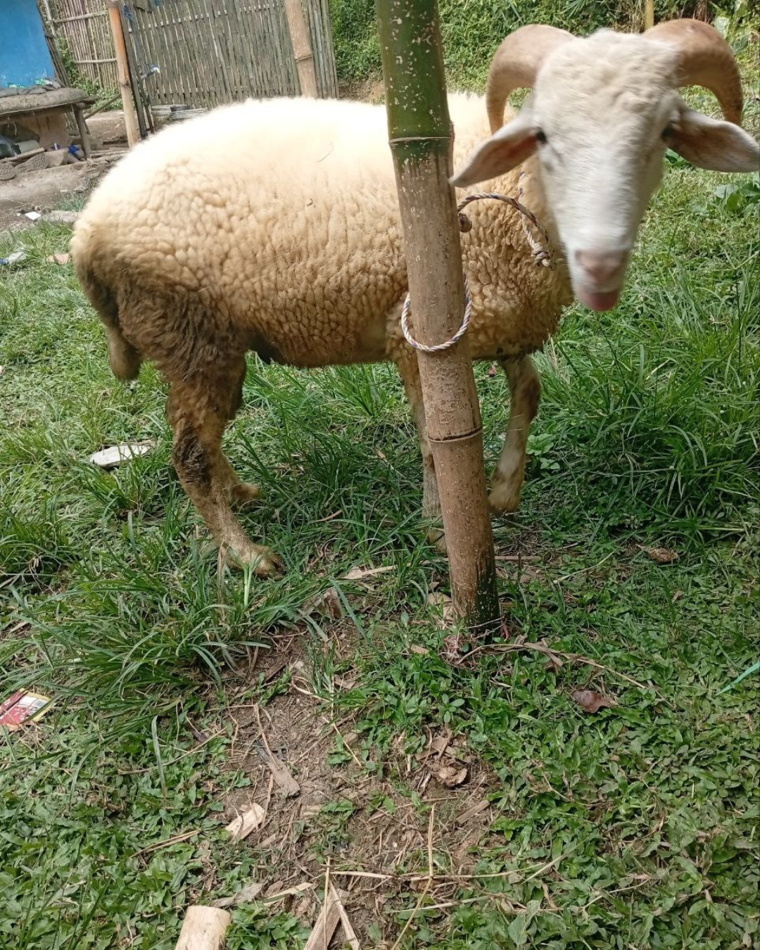 Photo Samping Kiri Siputih