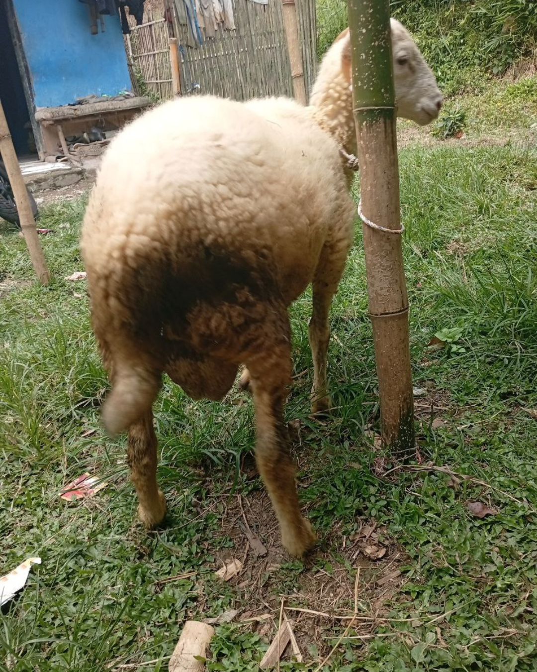 Photo Belakang Siputih