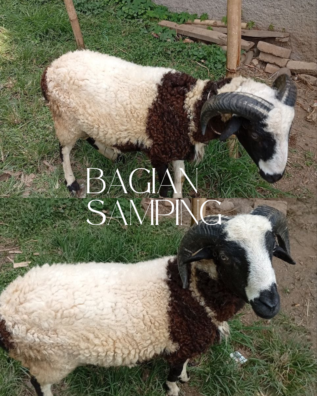 Photo Samping Kanan Boa