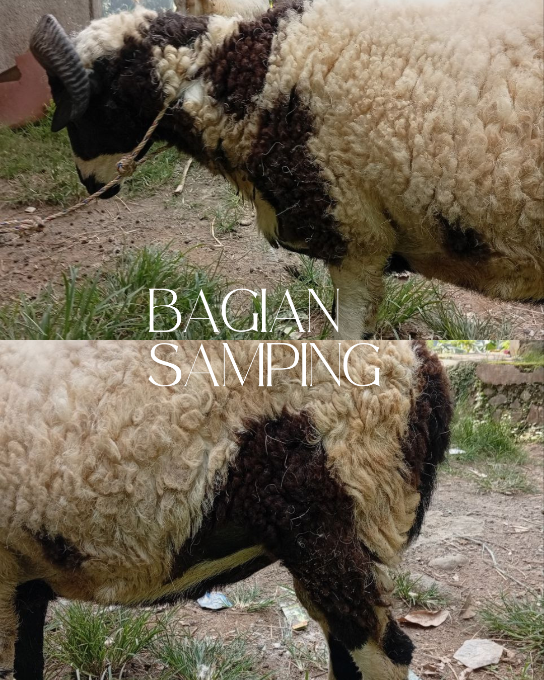 Photo Samping Kiri Boa