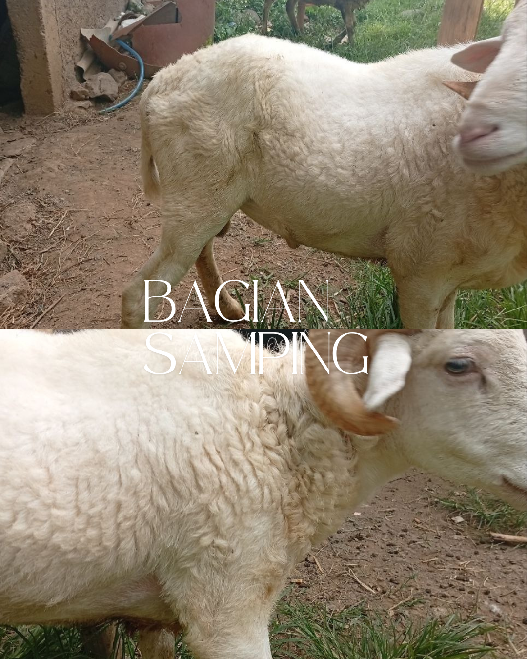 Photo Samping Kanan Jangkung