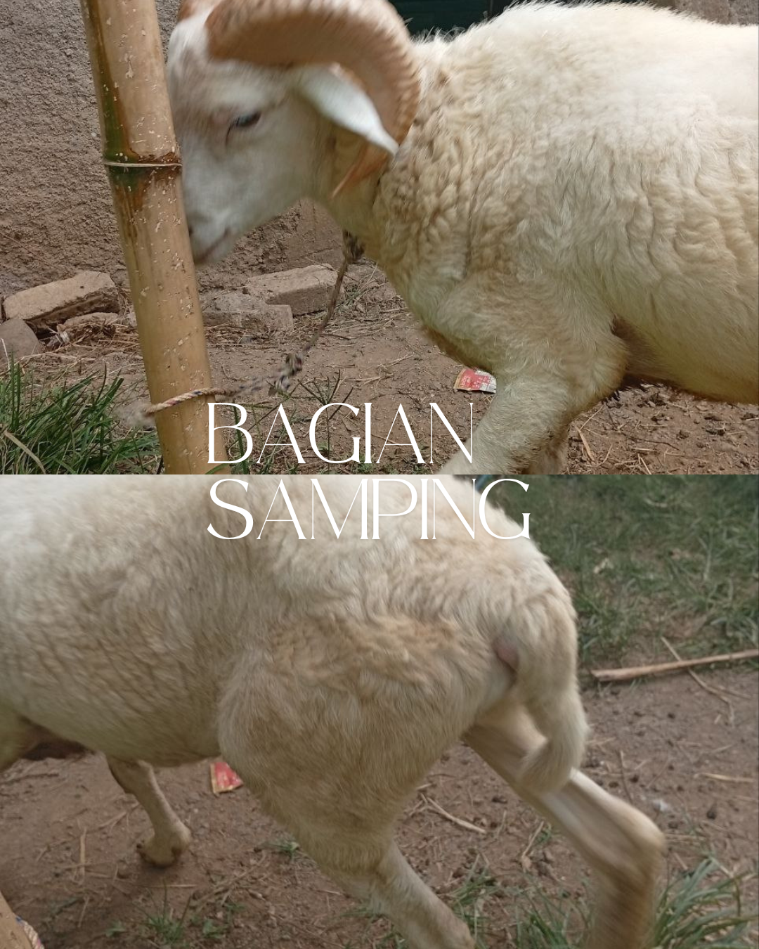 Photo Samping Kiri Jangkung