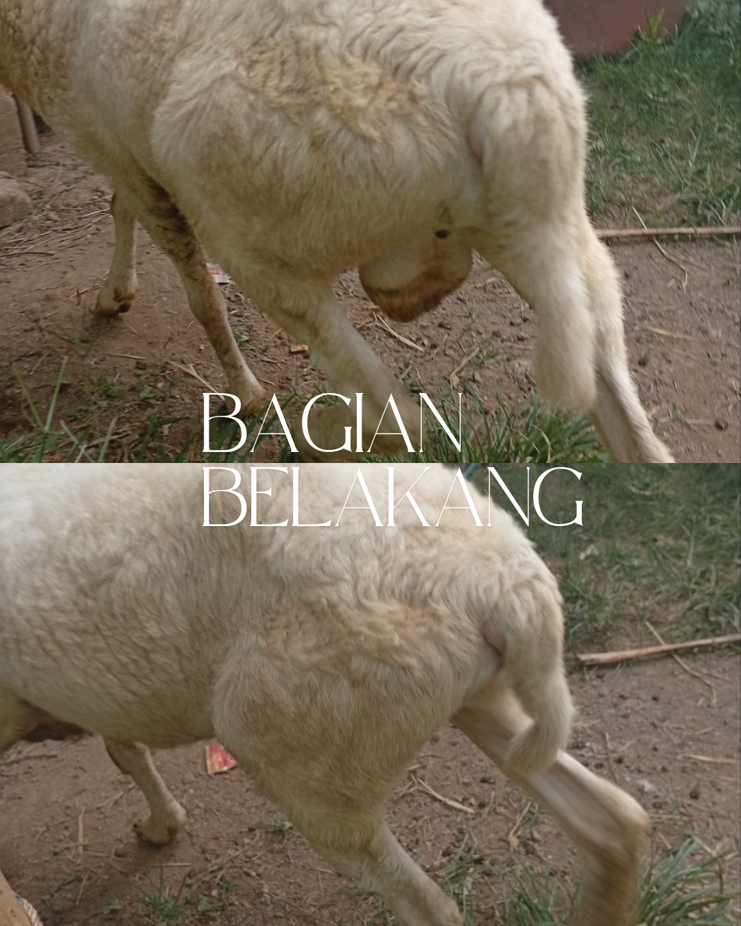 Photo Belakang Jangkung