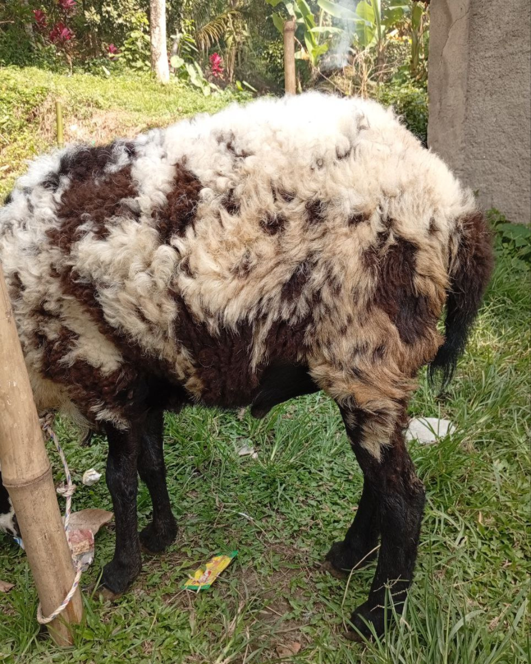 Photo Samping Kiri Garang