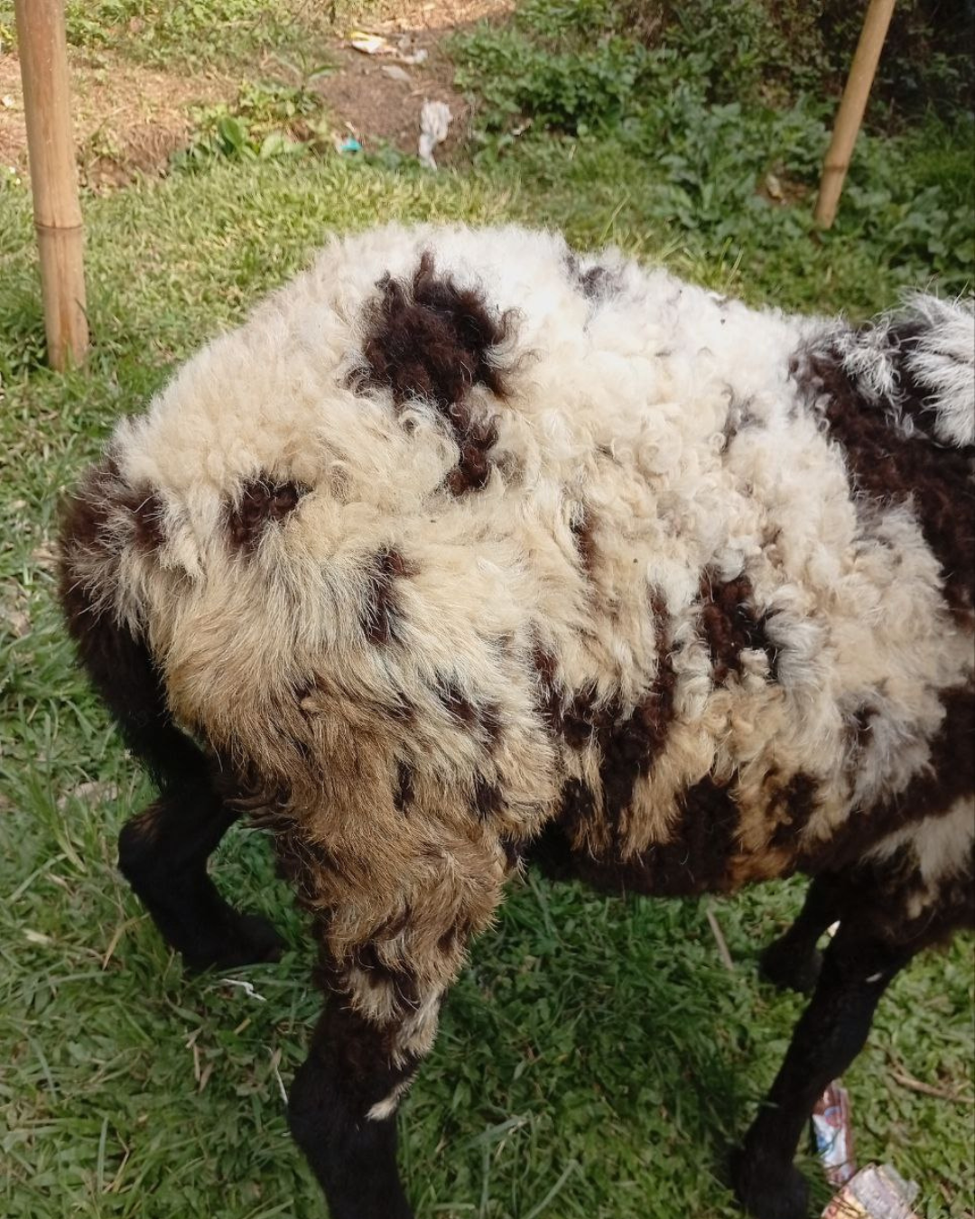 Photo Belakang Garang