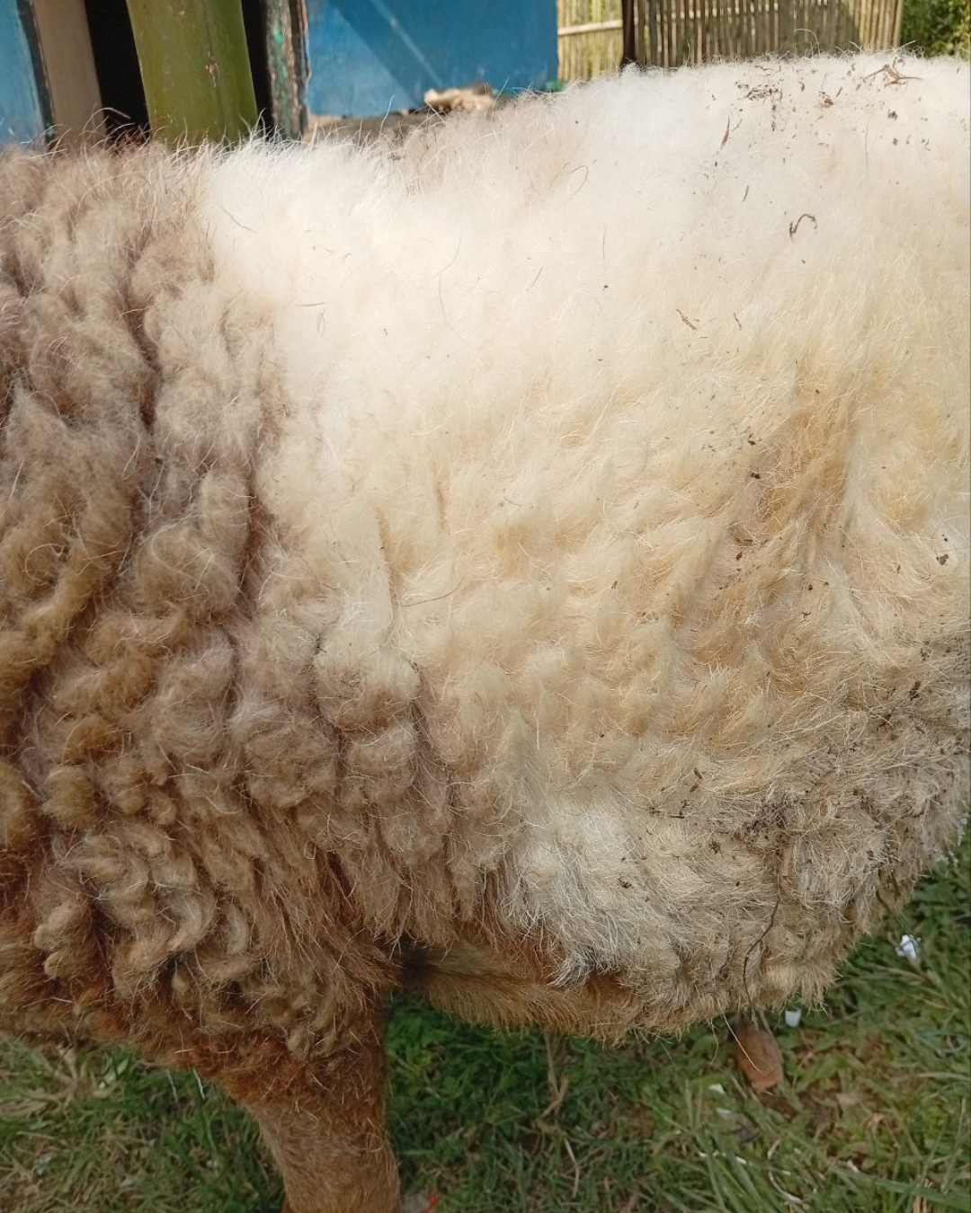 Photo Samping Kanan Merdeka