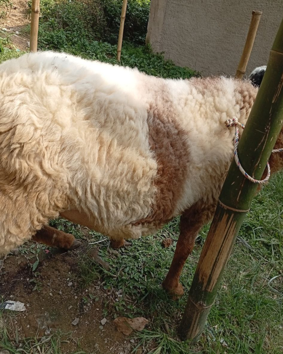 Photo Samping Kiri Merdeka