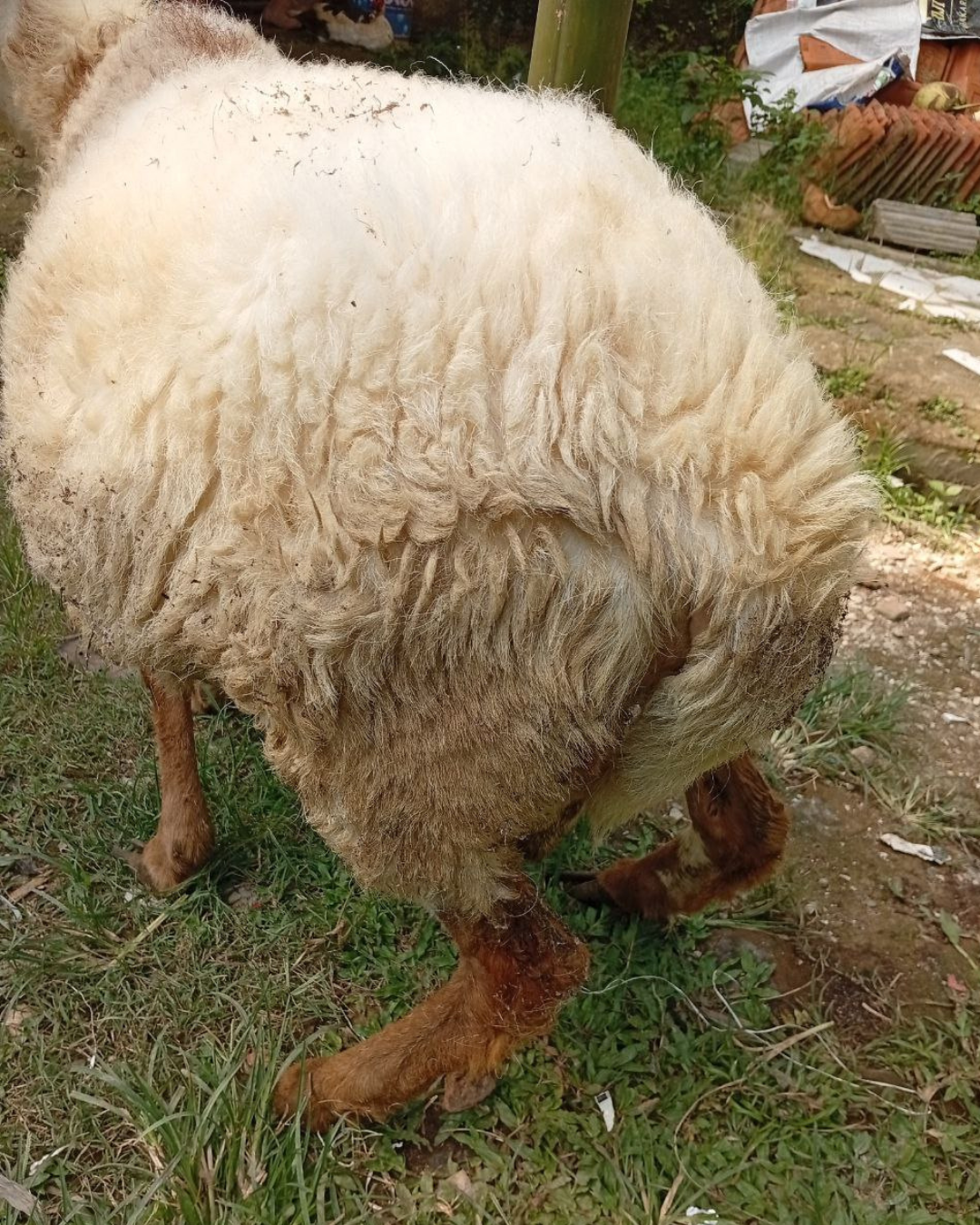 Photo Belakang Merdeka