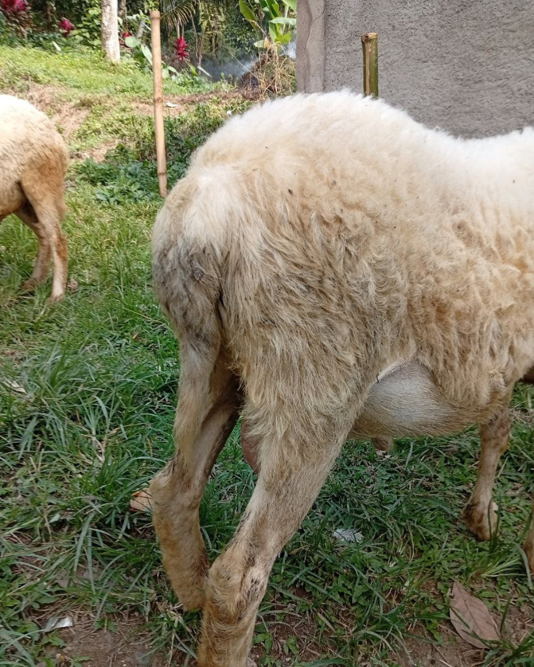 Photo Samping Kanan Sigar