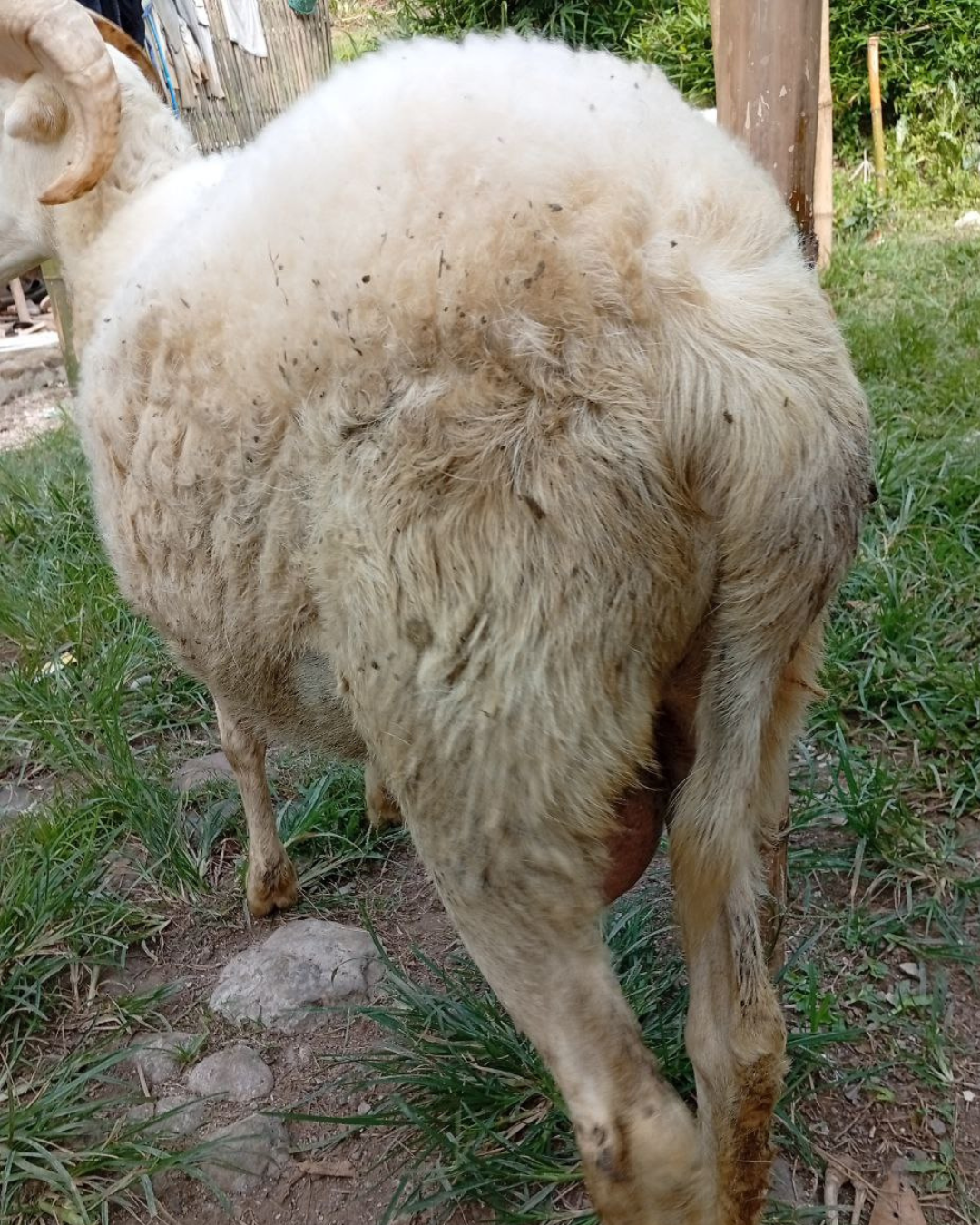 Photo Samping Kiri Sigar